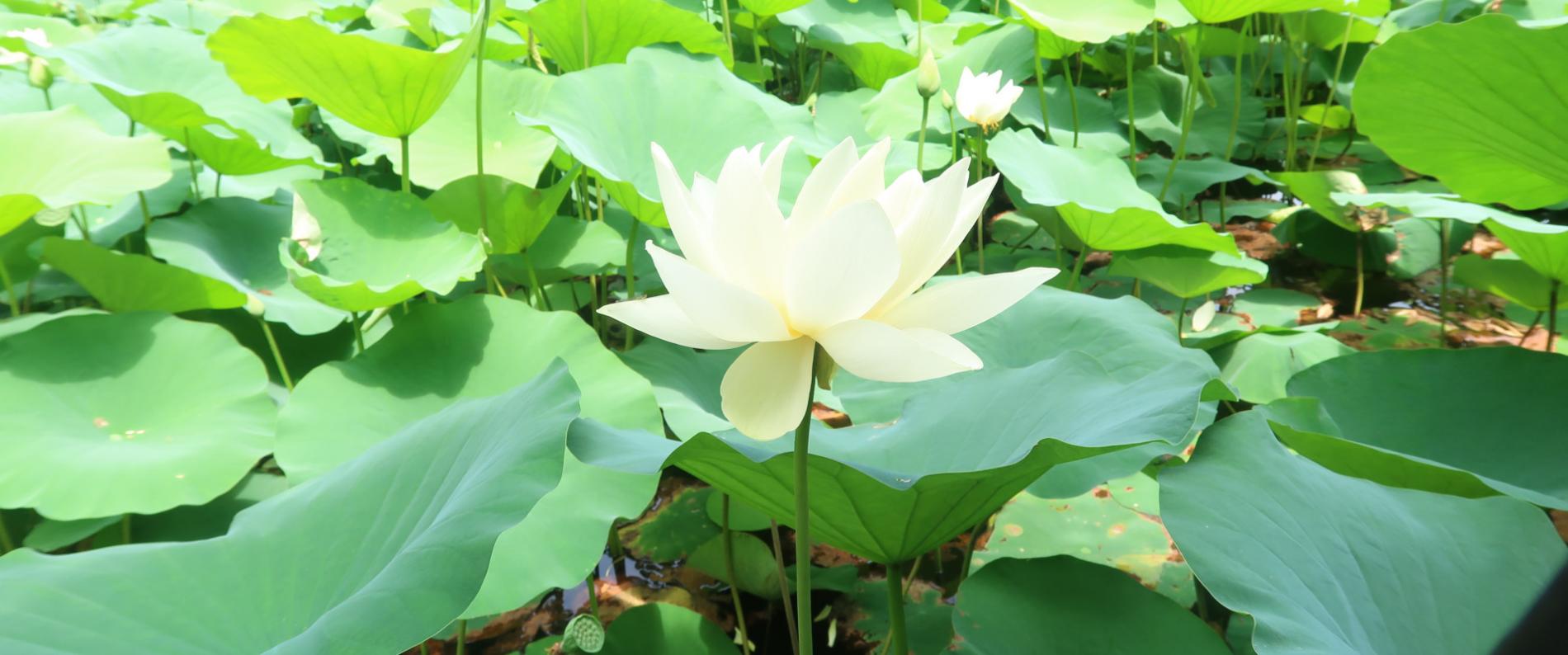 회산 백련지호수,연못,저수지 블로그리뷰 665